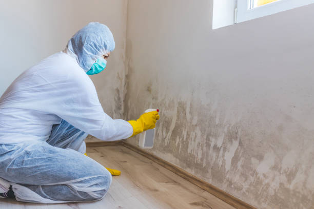 Mold Remediation specialist working in Kensington