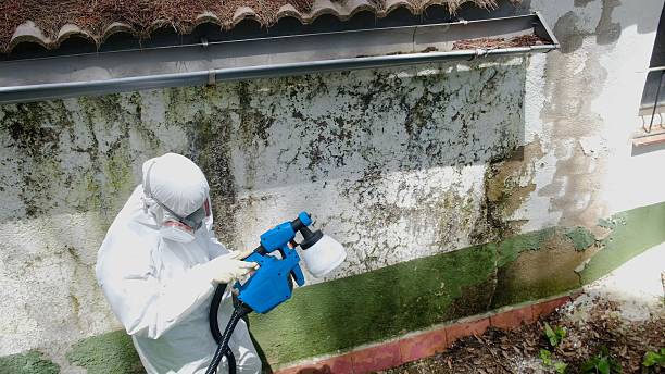 Mold Removal service in Kensington